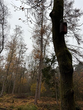 In einem privaten Waldstück durften wir weitere Nisthilfen für verschiedene Meisenarten und Fledermäuse aufhängen