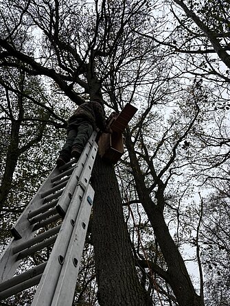 Schwerstarbeit in schwindelerregneder Höhe bei der Montage des Waldkauzkastens