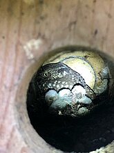 Bruterfolg - 4 Junge und ein adultes Tier